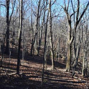 Photo #19 of 1344-1540 NC Highway 89, Danbury, NC 219.0 acres