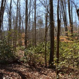 Photo #29 of 1344-1540 NC Highway 89, Danbury, NC 219.0 acres