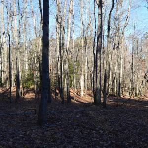 Photo #4 of 1344-1540 NC Highway 89, Danbury, NC 219.0 acres