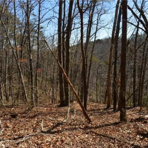 Photo #21 of 1344-1540 NC Highway 89, Danbury, NC 219.0 acres