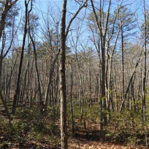 Photo #6 of 1010-1372 Hanging Rock Park, Danbury, NC 118.0 acres