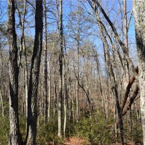 Photo #7 of 1010-1372 Hanging Rock Park, Danbury, NC 118.0 acres