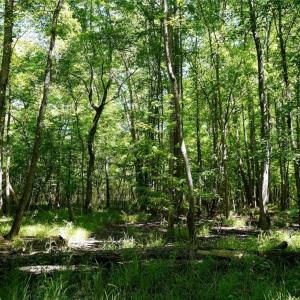 Photo #26 of 48.48 Acres Valley, Winston-Salem, NC 48.5 acres