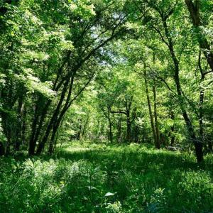 Photo #24 of 48.48 Acres Valley, Winston-Salem, NC 48.5 acres