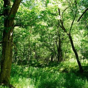 Photo #25 of 48.48 Acres Valley, Winston-Salem, NC 48.5 acres