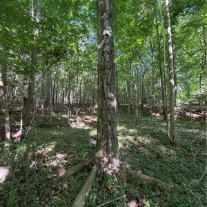 Photo #10 of Partridge, Lexington, NC 0.7 acres