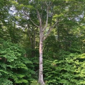 Photo #1 of 7634 Whisper Hollow, Lewisville, NC 1.2 acres