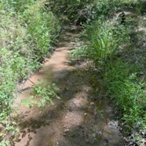 Photo #16 of 4275 Grubbs, Walkertown, NC 65.0 acres