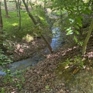 Photo #14 of 4275 Grubbs, Walkertown, NC 65.0 acres