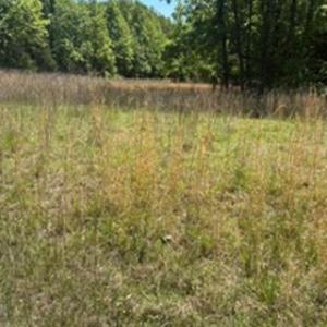 Photo #15 of 4275 Grubbs, Walkertown, NC 65.0 acres