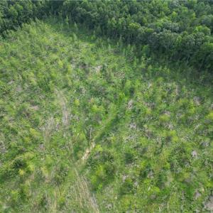 Photo #23 of NC Highway 49, Denton, NC 80.0 acres