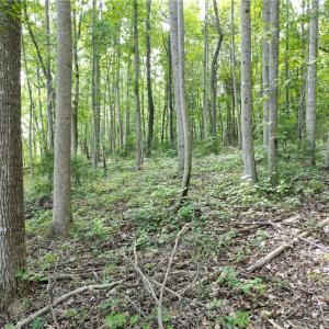 Photo #27 of NC Highway 49, Denton, NC 80.0 acres