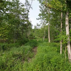 Photo #22 of NC Highway 49, Denton, NC 80.0 acres