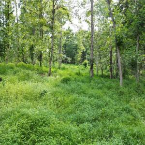 Photo #18 of NC Highway 49, Denton, NC 80.0 acres