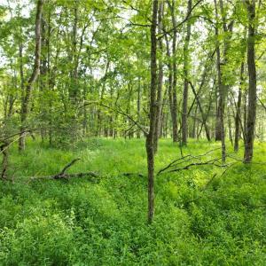 Photo #21 of NC Highway 49, Denton, NC 80.0 acres
