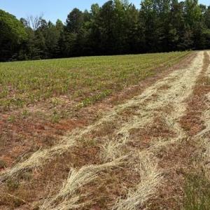 Photo #3 of 467 Crousetown, Lexington, NC 41.9 acres