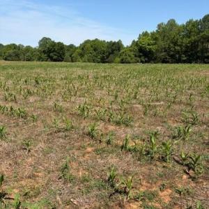 Photo #1 of 467 Crousetown, Lexington, NC 41.9 acres