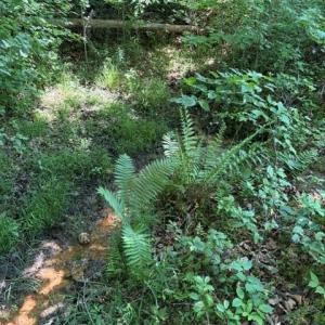 Photo #10 of 467 Crousetown, Lexington, NC 41.9 acres