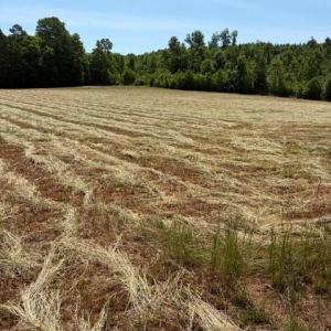 Photo #4 of 467 Crousetown, Lexington, NC 41.9 acres