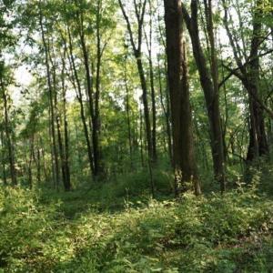 Photo #1 of 3309 Euclid, Greensboro, NC 6.7 acres