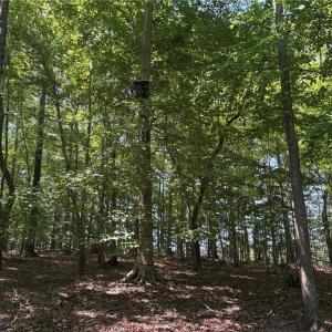Photo #14 of Witty, Summerfield, NC 20.3 acres