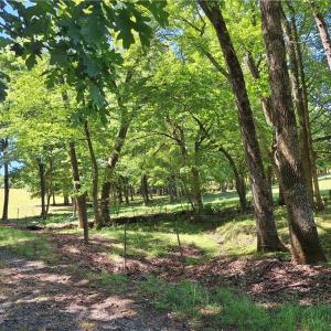 Photo #25 of Burgess Cattle, Ramseur, NC 95.5 acres