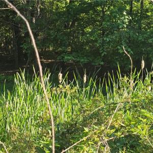 Cattails coming out of the creek