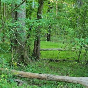 Photo #7 of 217 Cedar Ridge, Randleman, NC 6.1 acres