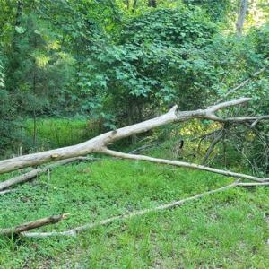 Photo #9 of 217 Cedar Ridge, Randleman, NC 6.1 acres