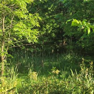 If you can see the Cattails..this is where the "creek" is located