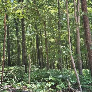 Photo #14 of 808 Neely, Asheboro, NC 53.6 acres