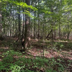 Photo #3 of Tract 2 Dover Church, Seagrove, NC 10.0 acres