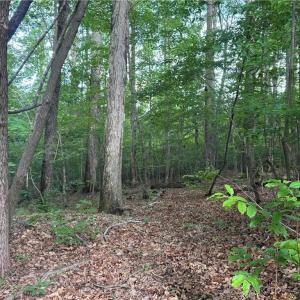 Photo #1 of Tract 2 Dover Church, Seagrove, NC 10.0 acres