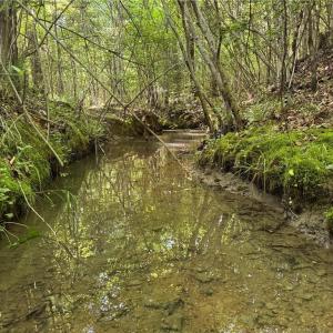 Photo #7 of Tract 5 Dover Church, Seagrove, NC 51.5 acres