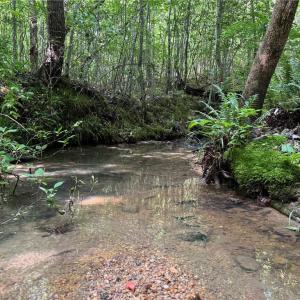 Photo #3 of Tract 5 Dover Church, Seagrove, NC 51.5 acres