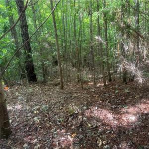 Photo #9 of Tract 5 Dover Church, Seagrove, NC 51.5 acres