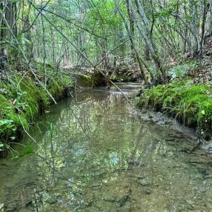 Photo #10 of Tract 5 Dover Church, Seagrove, NC 51.5 acres