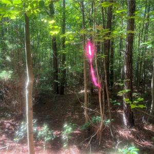 Photo #4 of Tract 5 Dover Church, Seagrove, NC 51.5 acres