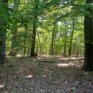Photo #1 of Palmer, Westfield, NC 12.4 acres