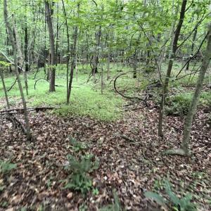 Photo #12 of Nubbin Ridge, Reidsville, NC 60.5 acres