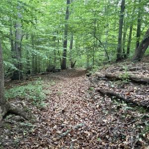 Photo #7 of Nubbin Ridge, Reidsville, NC 60.5 acres
