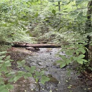 Photo #9 of Nubbin Ridge, Reidsville, NC 60.5 acres