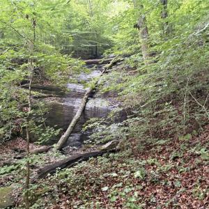 Photo #11 of Nubbin Ridge, Reidsville, NC 60.5 acres