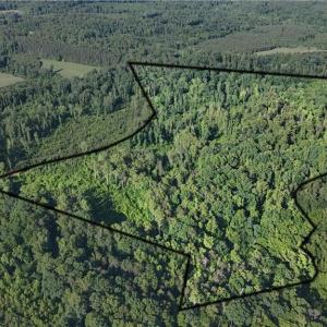 Photo #4 of Nubbin Ridge, Reidsville, NC 60.5 acres