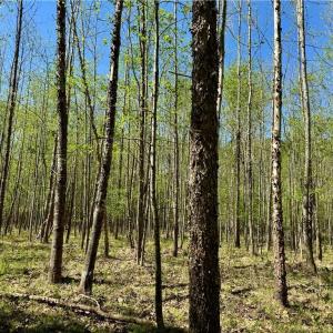 Photo #6 of 3313 NC Highway 66, Westfield, NC 71.0 acres