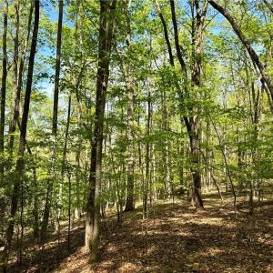 Photo #16 of 3313 NC Highway 66, Westfield, NC 71.0 acres