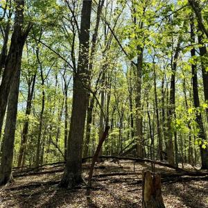 Photo #12 of 3313 NC Highway 66, Westfield, NC 71.0 acres