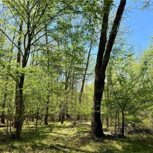 Photo #7 of 3313 NC Highway 66, Westfield, NC 71.0 acres