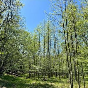 Photo #3 of 3313 NC Highway 66, Westfield, NC 71.0 acres
