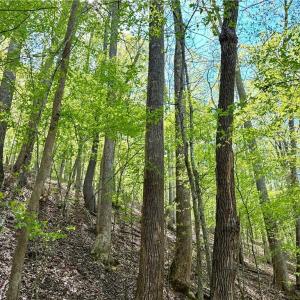 Photo #9 of 3313 NC Highway 66, Westfield, NC 71.0 acres